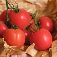 Chryso Lefou