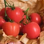 Chryso Lefou