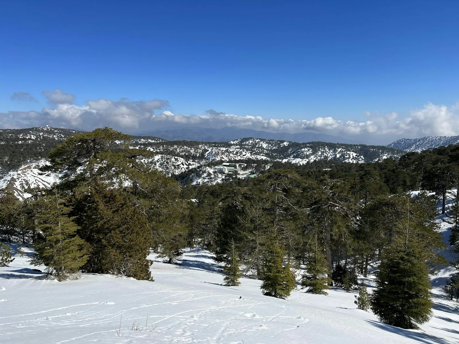 Snow and pine trees under a blue sky in the Troodos mountains