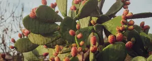 31st Nata Prickly Pear Festival