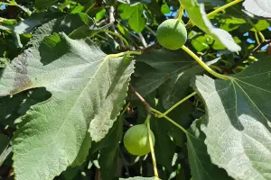 Fig & Halitzi Festival