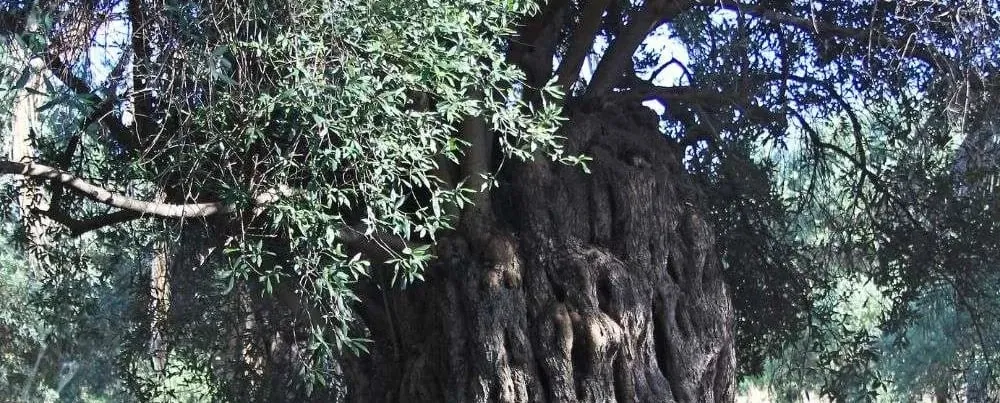 Olive Tree Festivals