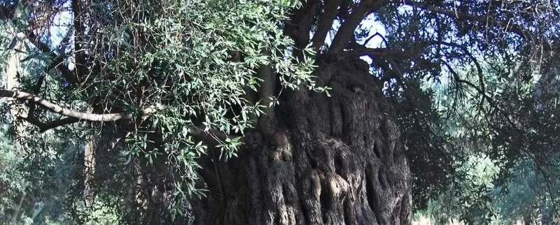 Olive Tree Festivals