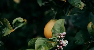 Orange Blossom Festival