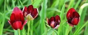 Tulip Festival