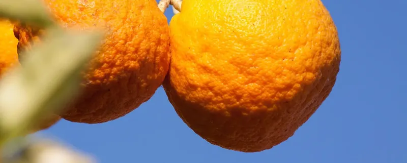 The Orange Festival in Ayia Napa