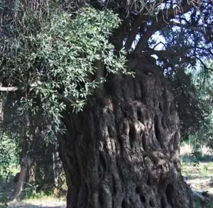 Ancient Olive Tree Festival at Paramali Village
