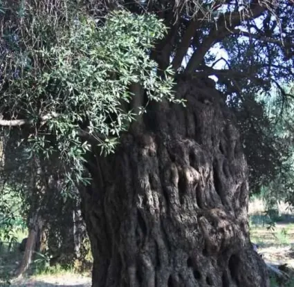 Ancient Olive Tree Festival at Paramali Village