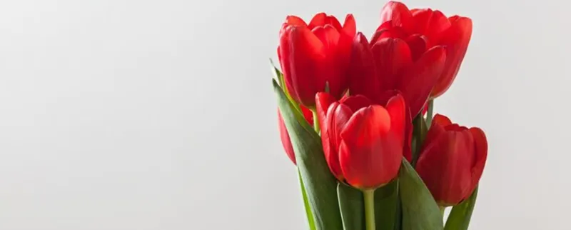 Экскурсия: Kormakitis Tulips