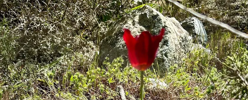 Поход с Cyprus Hikers: Ущелье Авакас
