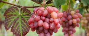 Grape and Traditions Festival