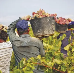 The Harvest Festival - Kallepeia Village