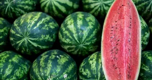 Watermelon Festival 2026