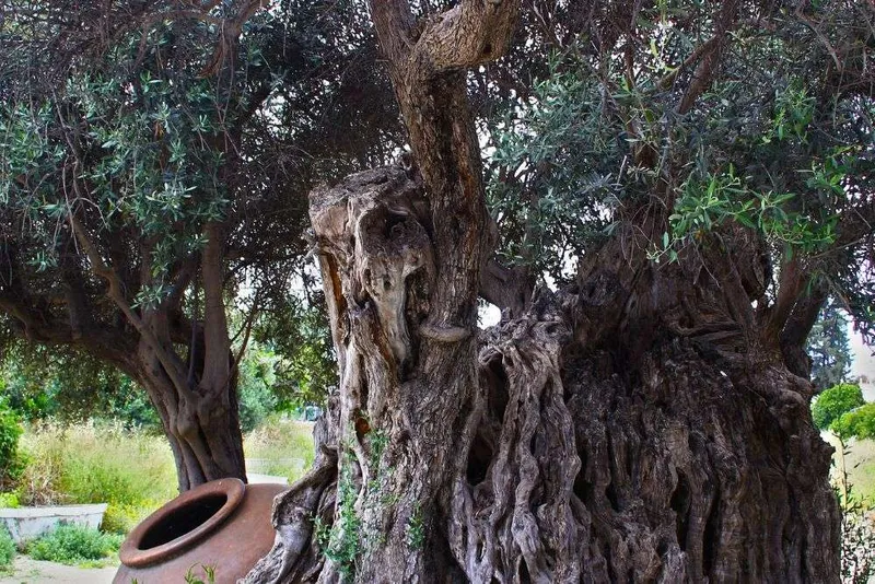 Olive Tree Festivals