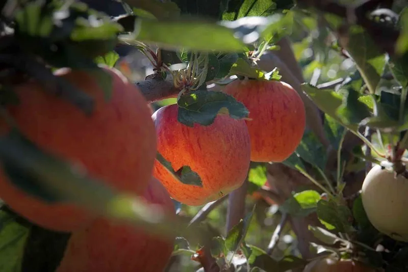 Apple Festival