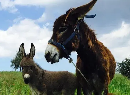 12 χρόνια Golden Donkeys Farm