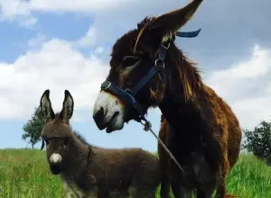 12 χρόνια Golden Donkeys Farm