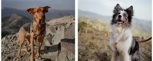 Hiking with Dogs