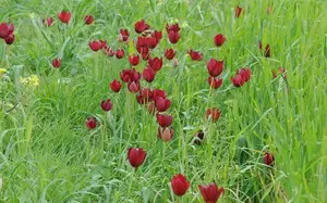 Polemi Wild Tulip Festival 2026