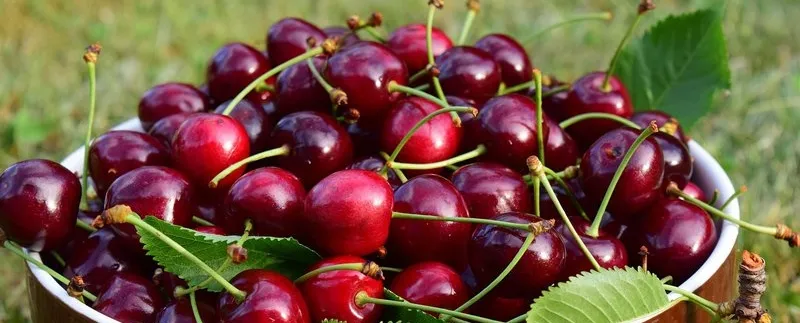 Platanistasa Cherry Festival