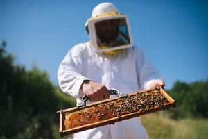 Honey Bee Festivals