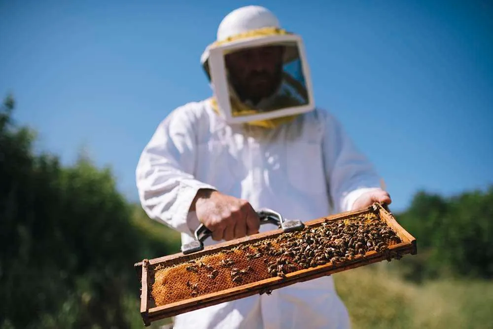Honey Bee Festivals