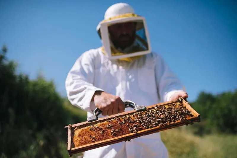 Honey Bee Festivals
