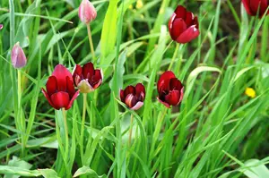 Tulip Festival