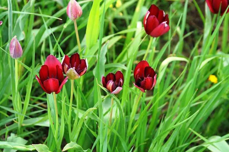 Tulip Festival