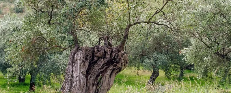 1st Silikou Olive Tree Festival