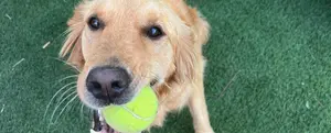 DOG DAY in The Hill