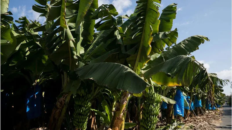 Banana Festival - Kissonerga Village