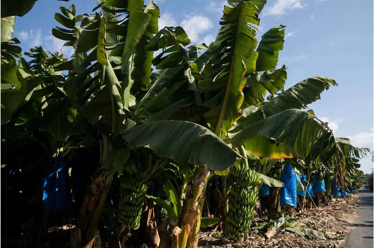 Banana Festival – Kissonerga
