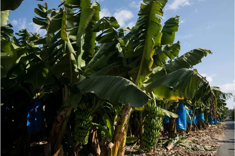 Banana Festival