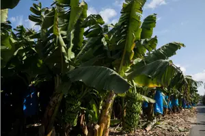 Banana Festival