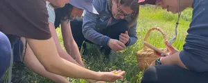Wild Edible Plant Foraging Experience
