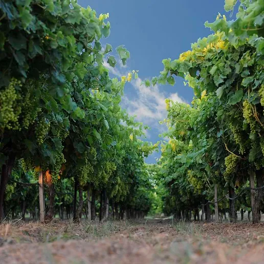 Grape Festivals