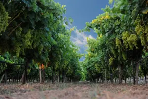 Grape Festivals