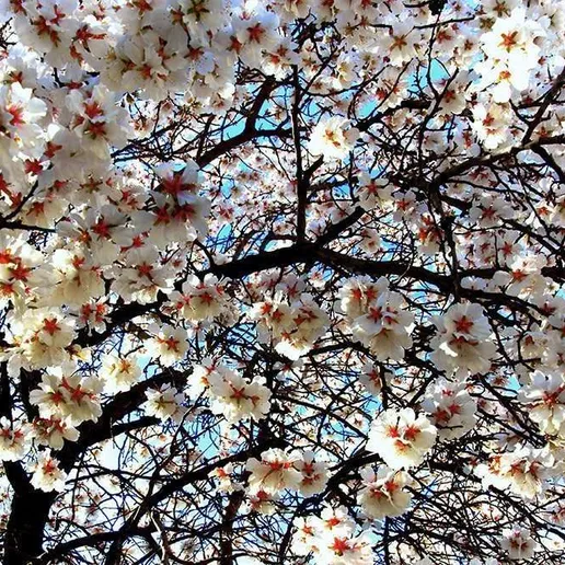 Almond Tree Blossom Festivals