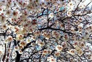 Almond Tree Blossom Festivals