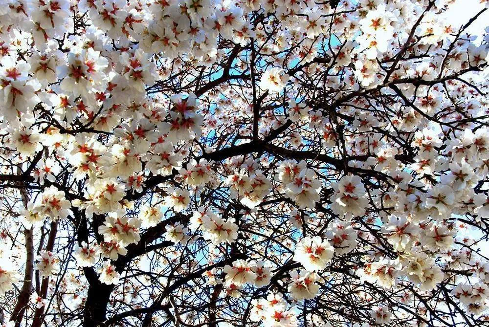 Almond Tree Blossom Festivals