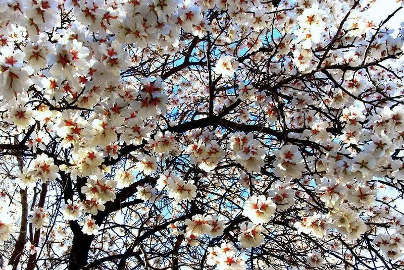 Almond Tree Blossom Festivals