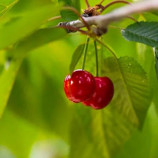 Cherry Festivals