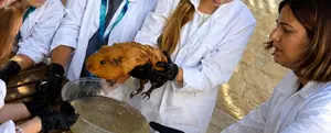 "Young Veterinarian" Club