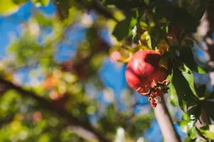 Pomegranate Festival - Ormideia Village