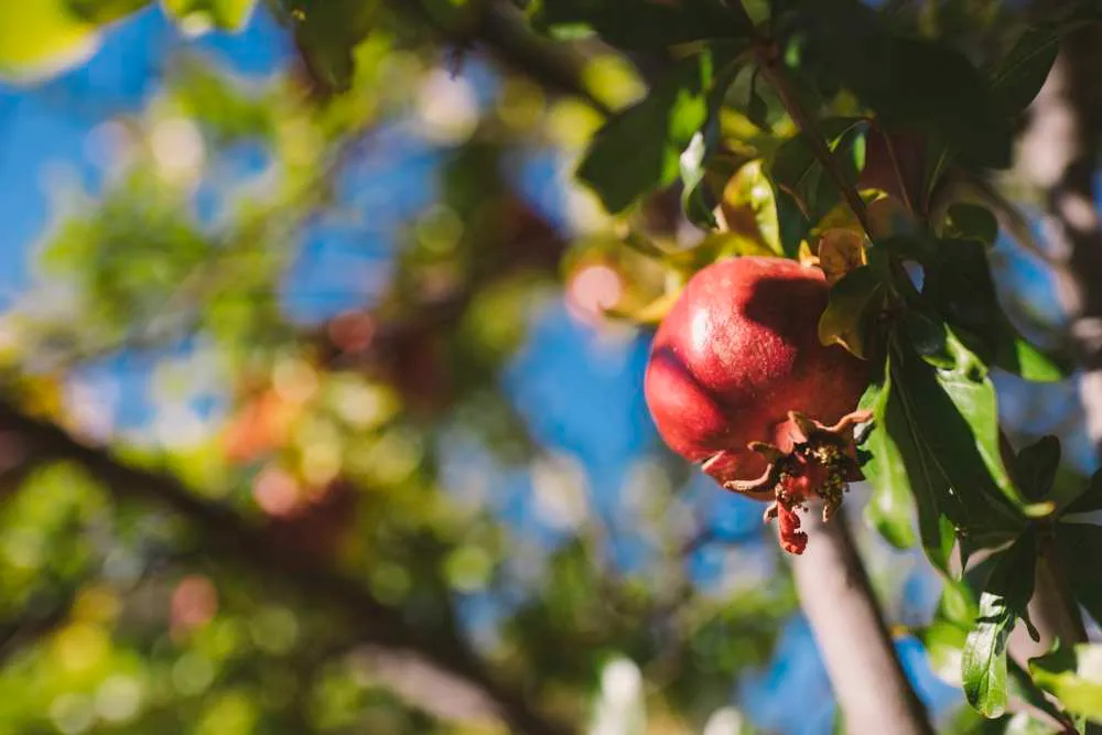 Pomegranate Festival - Ormideia Village