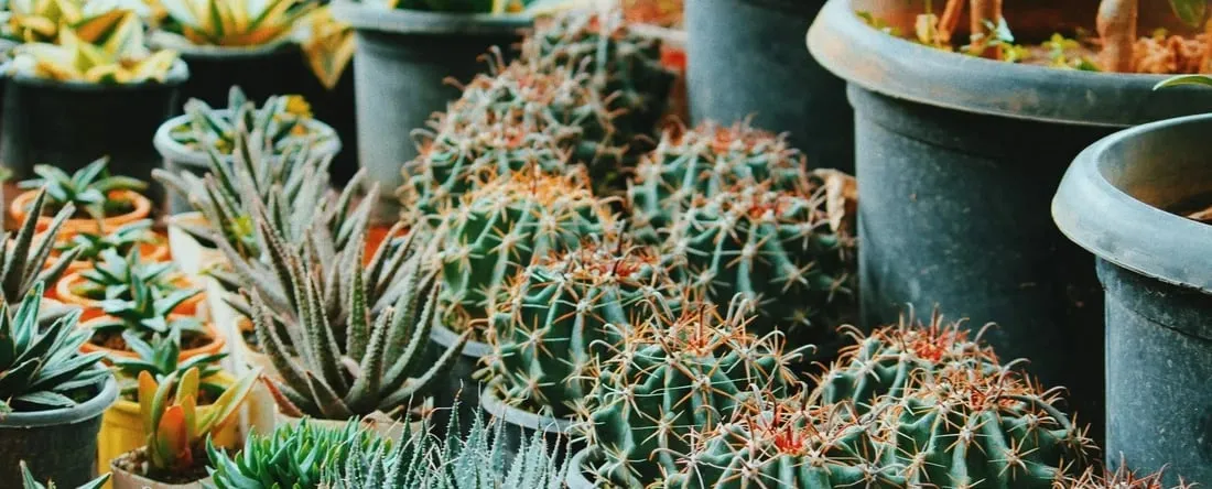 Cactus and Other Succulents Exhibition