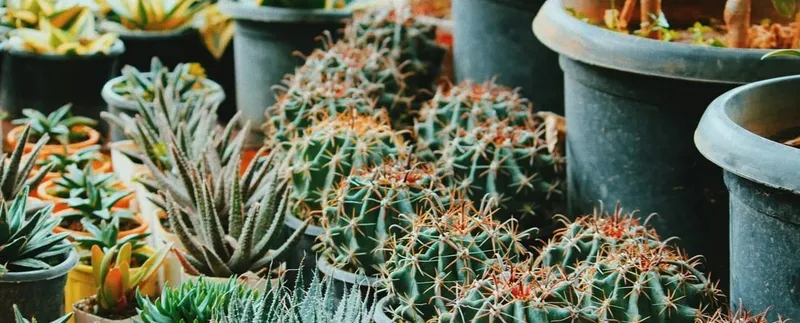 17-я ежегодная выставка Cyprus Cactus and Other Succulents Society