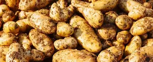 Potato Festival