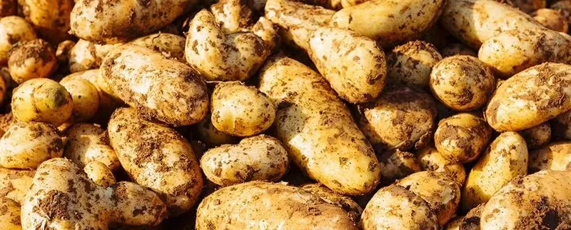 Potato Festival